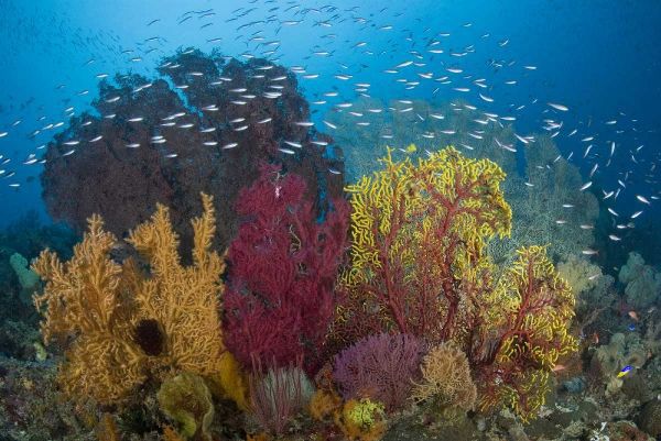 Indonesia Coral reef marine ecosystem